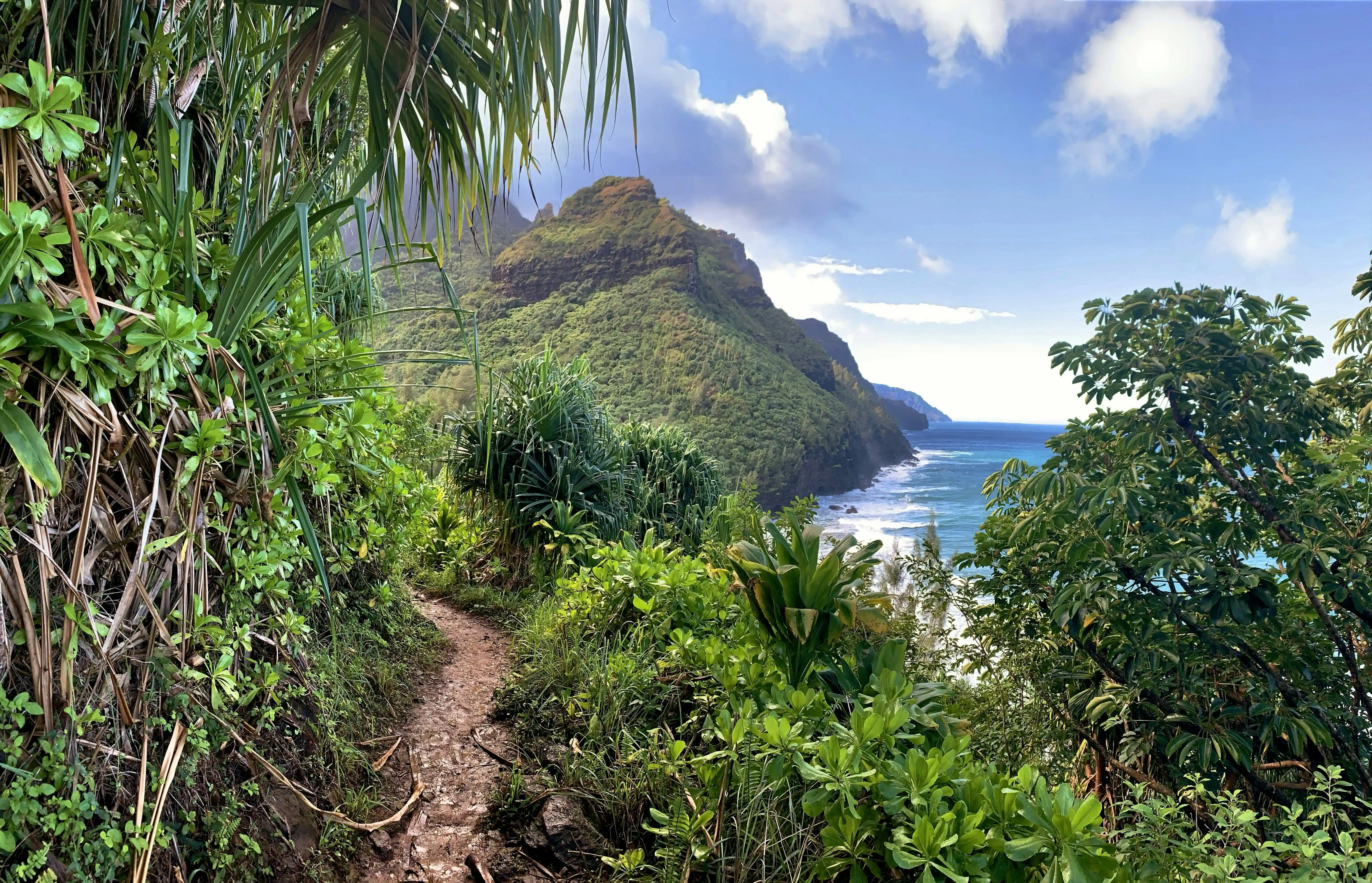 Na Pali Coast jungle